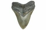 Serrated, Fossil Megalodon Tooth - North Carolina #362876-1